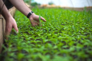 Man`s hands holds young vegetable plants